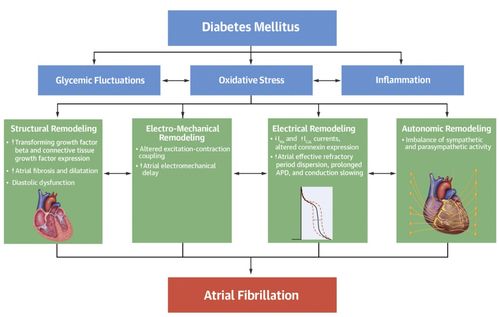 天津醫(yī)科大學(xué)第二醫(yī)院劉彤教授 糖尿病與心房顫動(dòng) 機(jī)制與治療